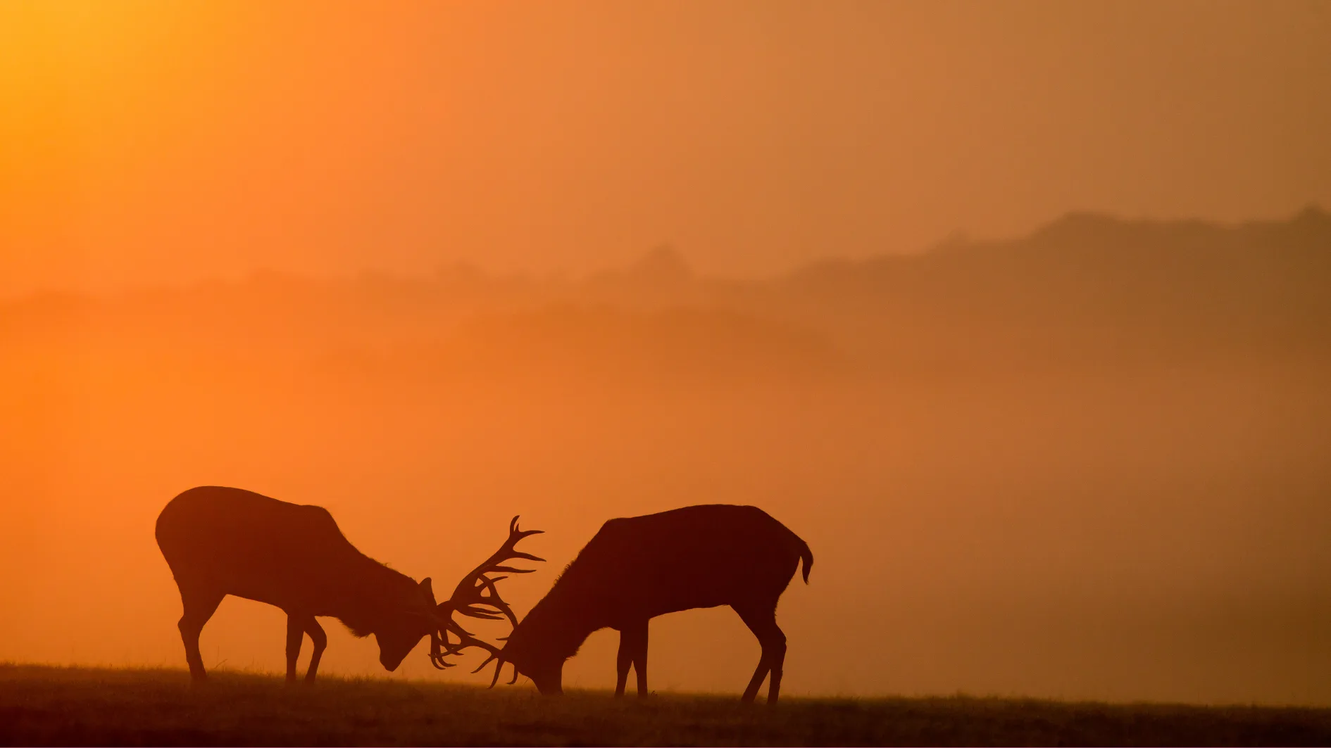 Beyond the Hunt: Why Human Power and Health Flow from Meat — Kiltz Health article